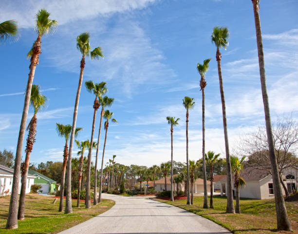 istock a winding lane with palm trees 917455510