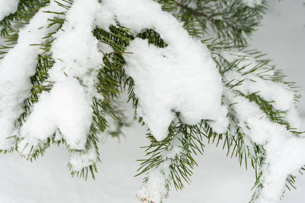istock Spruce branch on which snow lies. Tree in winter the forest. 917455720