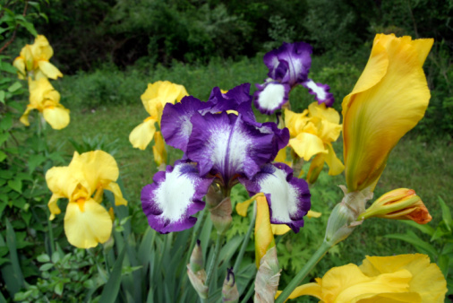Tall bearded germanic iris flower Noctambule, with white standards or blue white; falls velvety purple and yellow beards