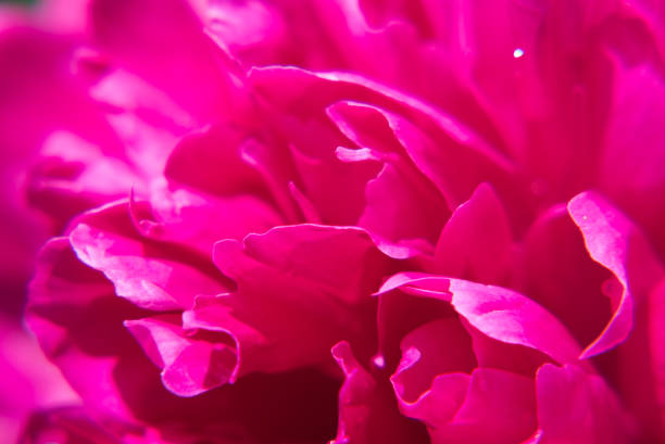 istock Closeup pink peony flower 917458320
