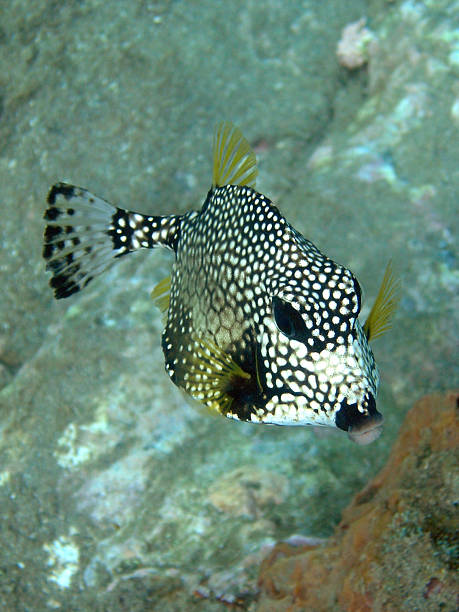 istock Smooth Trunkfish off St Lucia, Caribbean. 91746324