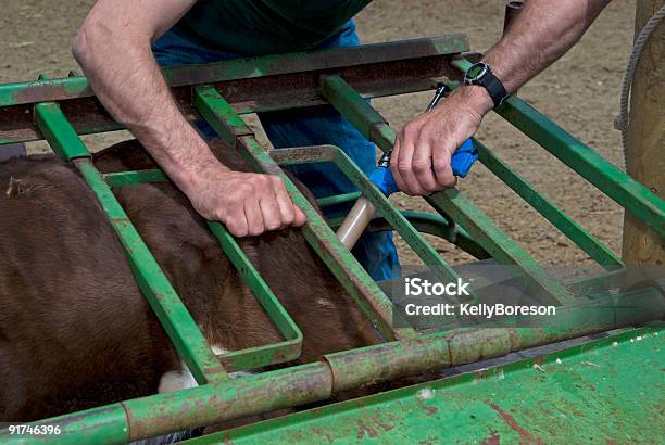 Bydło Logo Działania - zdjęcia stockowe i więcej obrazów Antybiotyk - Antybiotyk, Żywy inwentarz, Bydło