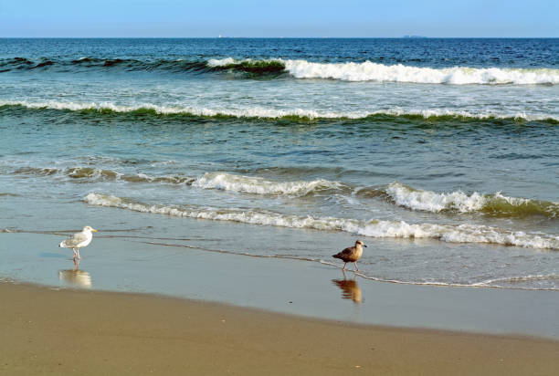 Seagull and sandpiper on the beach, with Atlantic ocean in the background, in the sunny afternoon. Rockaway Beach, New York, USA