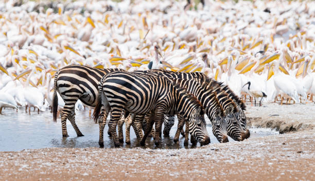 istock Zebras in Africa, herd drinking water. 917468482