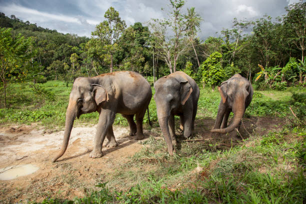 istock Family of Three Elephants 917471012