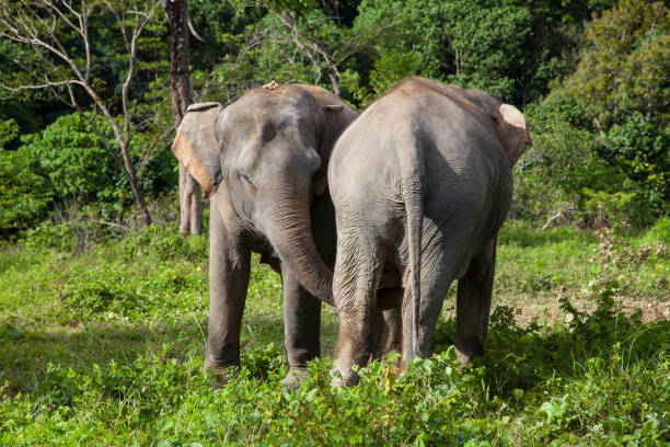 istock Back and Front View of Elephants 917471060