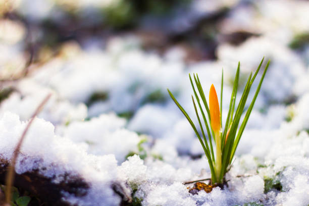 istock Yellow crocuses in snowy garden 917471554