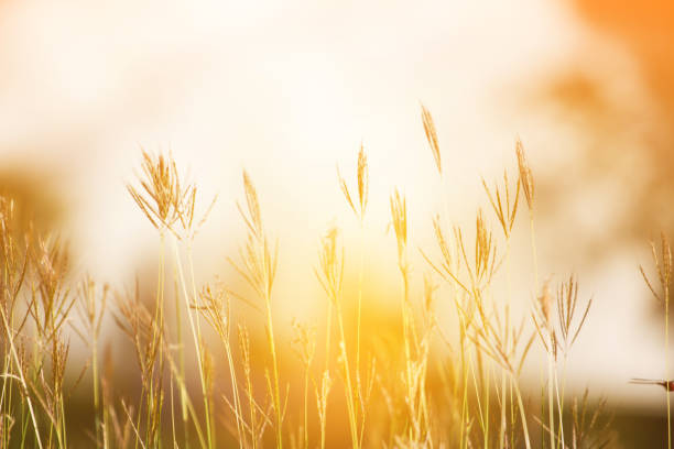 istock Flowering grass. meadow in the nature landscape. 917472144