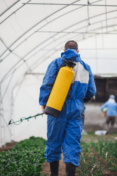 istock Young man spraying vegetable in greenhouse 917472374