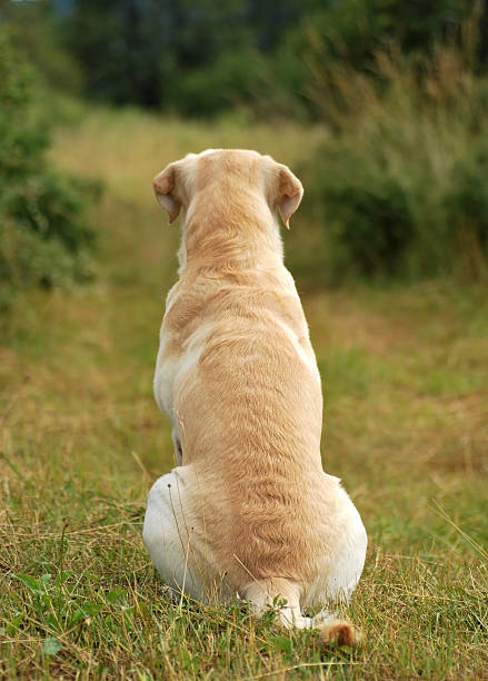 fotografii de stoc, fotografii și imagini scutite de redevențe cu labrador de așteptare - spate de animal