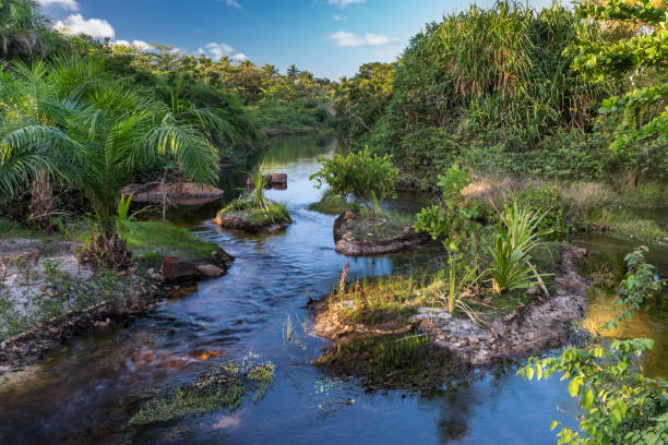 Imbassai, north of Praia do Forte in Bahia. River on a tropical jungle scene, among green plants. Water stream flows on a sunny summer day during sunset time.