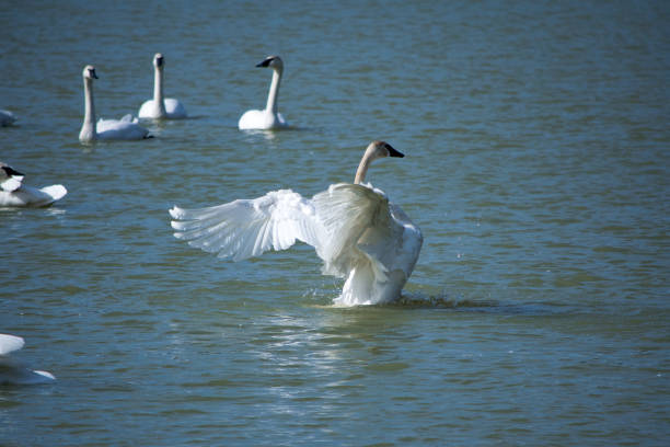 istock Swan Spreading Wings on Water 917481798