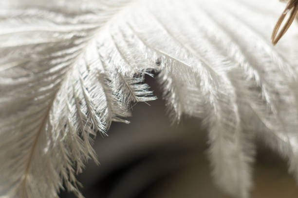 Soft Sensual White Feather stock photo