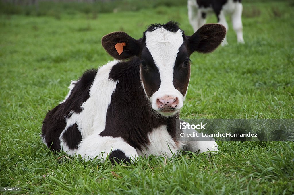 Black and white young calf sitting on grass Calf stretched out on the prairie. Lying Down Stock Photo