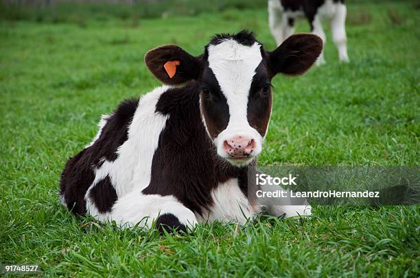 Black And White Young Calf Sitting On Grass Stock Photo - Download Image Now - Lying Down, Agricultural Field, Calf