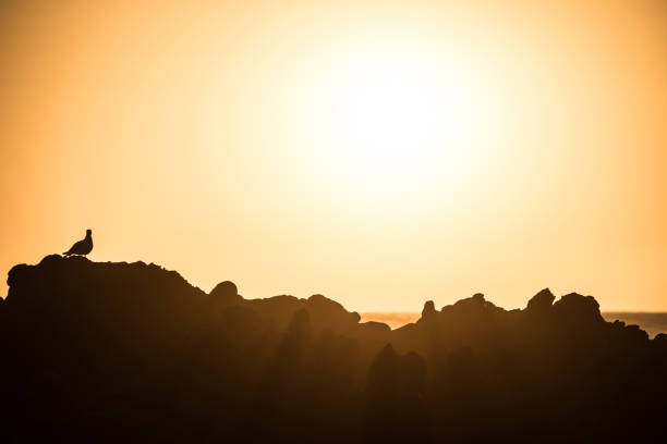 istock Cliffs close to Vina del Mar in the evening 917488128