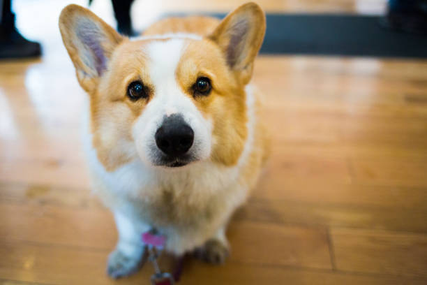 istock Close up cute corgi dog looking at the camera 917488360