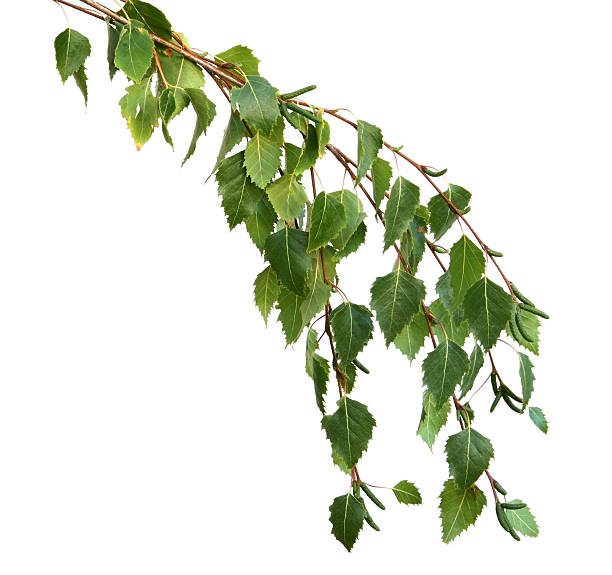 folhas de bétula prateada - silver birch tree imagens e fotografias de stock