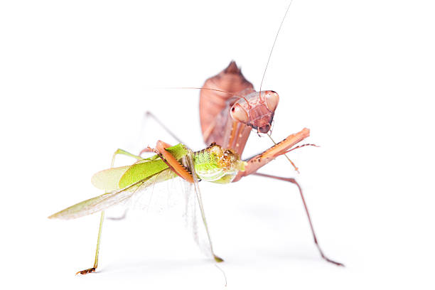 Mantis & Locust stock photo