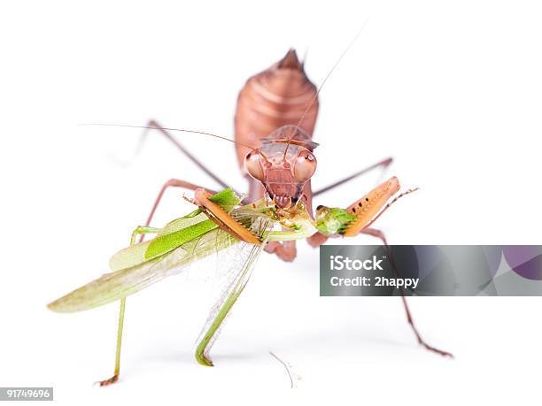 Mantide Locusta - Fotografie stock e altre immagini di Animale - Animale, Antenna - Parte del corpo animale, Bianco