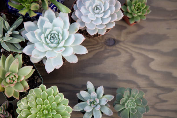 istock Succulent Plants For Garden 917498898
