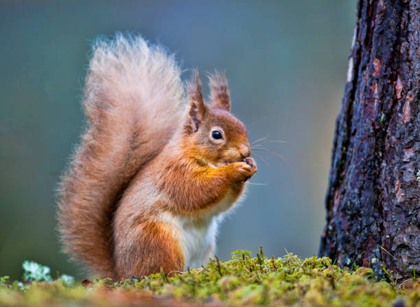 小さなレッド - curious squirrel ストックフォトと画像