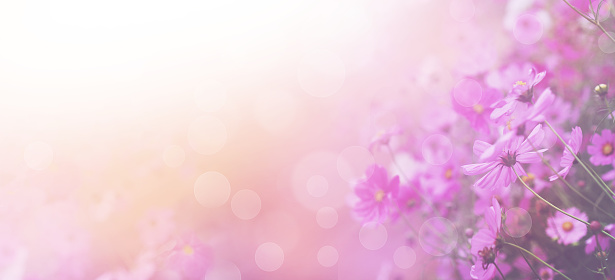 Violet color floral abstract background. Close up pink cosmos flower and white bokeh with copy space. Soft style with vintage filter effect. Banner size.