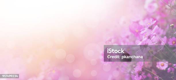 Pink Cosmos Flower Stock Photo - Download Image Now - Flower, Purple, Backgrounds