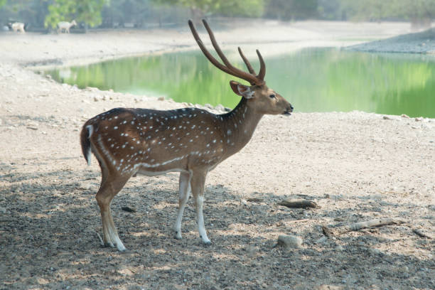 istock Deer standing alone near the pond in shadow under the tree. 917499330