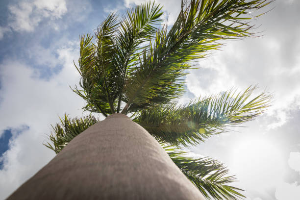 istock Palm Trees Moving with the Wind Against Blue Sky and Clouds 917499434