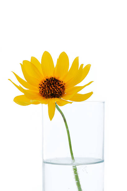 istock Yellow flower in the vase 91750096