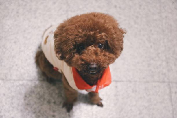 istock Cute toy poodle portraits 917502874