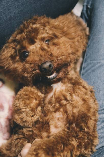 istock Cute toy poodle portraits 917502906