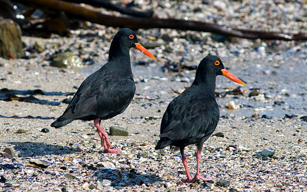 istock African oystercatchers 91750361