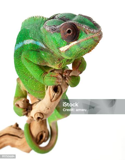Kameleon Lamparci Mitzio - zdjęcia stockowe i więcej obrazów Bez ludzi - Bez ludzi, Białe tło, Czołgać się