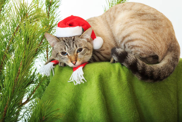 istock Funny cat in a Santa Claus hat under Christmas tree 917508300
