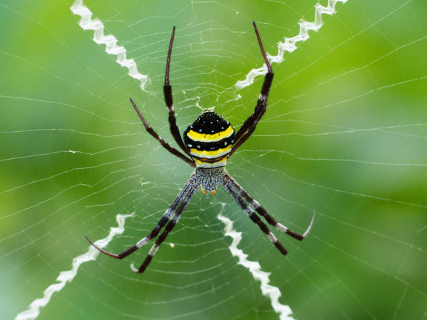 st andrews cross spider (argiope keyserlingi) dans web - cross spider photos et images de collection