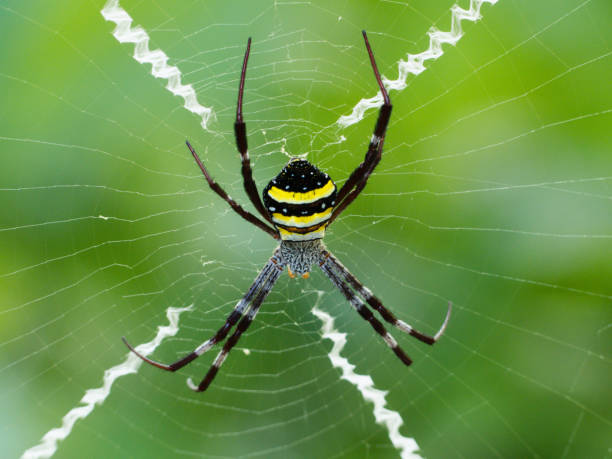 st andrews cross spider (argiope keyserlingi) in web - cross spider imagens e fotografias de stock