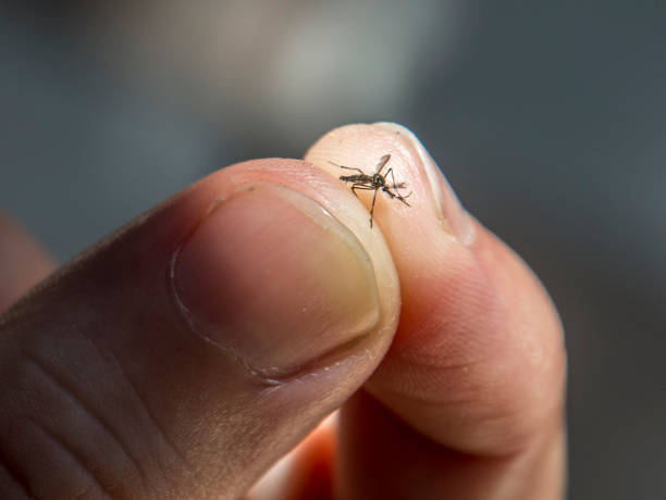 morto aedes aegypti zanzara primo-up - malaria parasite foto e immagini stock