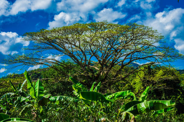 istock Natural Nueva Vizcaya 917512044