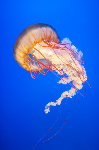 The Pacific sea nettle (Chrysaora fuscescens), or West Coast sea nettle, is a widespread planktonic scyphozoan cnidarianor medusa, jellyfish or jelly that lives in the northeastern Pacific Ocean. Monterey Bay, California.