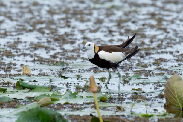istock Pheasant-tailed Jacana is the most beautiful waterbird with long tail lived, walk on floating vegetation in shallow lakes 917518300