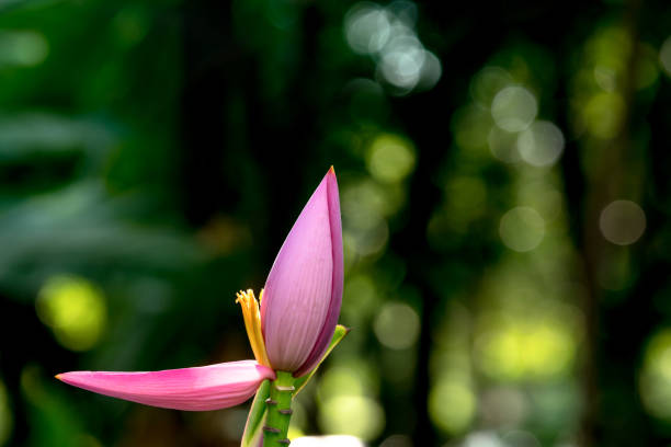 istock Pink Flowering banana with green blur background 917518404