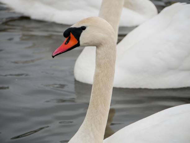 istock Swan swimming on river 917519138