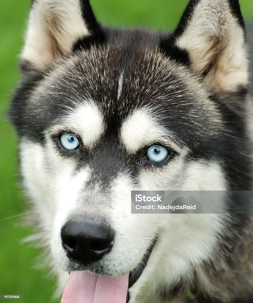 Wirklich Husky - Lizenzfrei Husky Stock-Foto