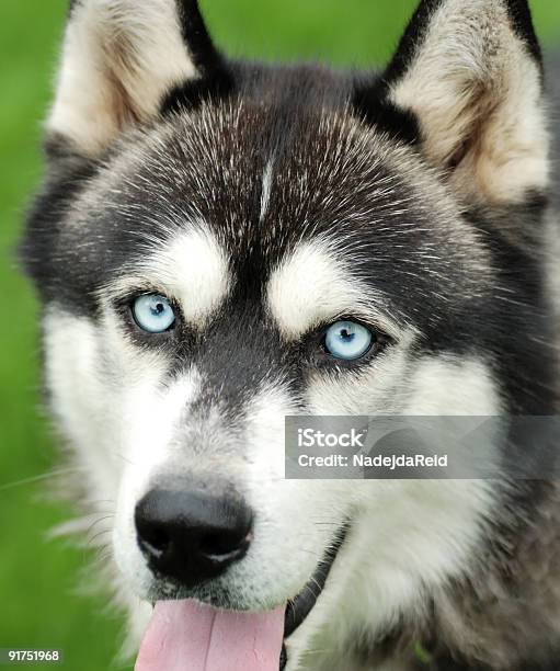 Foto de Realmente Husky e mais fotos de stock de Filhote de cachorro - Filhote de cachorro, Husky, Alasca - Estado dos EUA