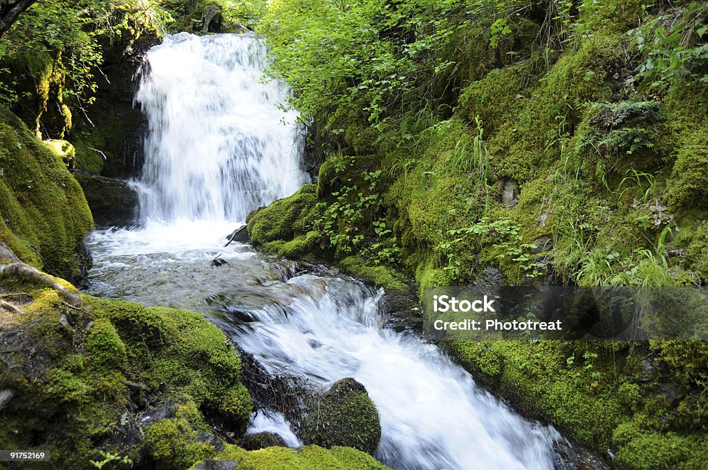 Wasserfall im grünen Wald - Lizenzfrei Aufnahme von unten Stock-Foto
