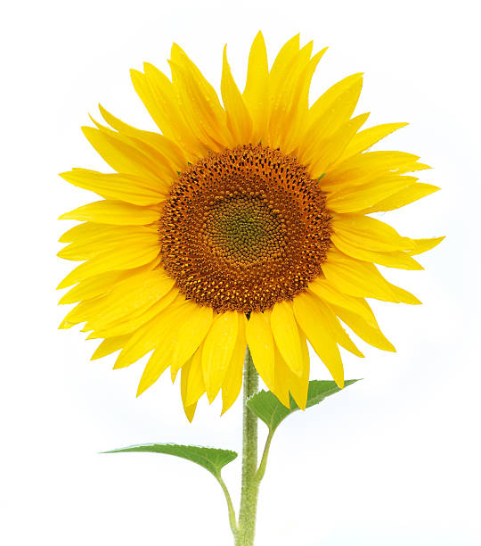 close-up de uma flor de girassol em fundo branco - dewy sunflower - fotografias e filmes do acervo