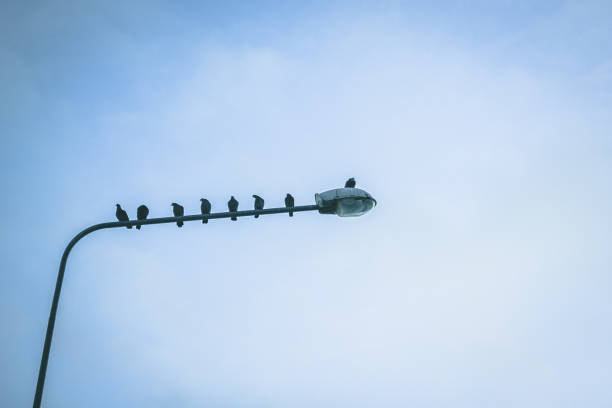 istock doves sitting on a lamppost on a blue sky background 917527868