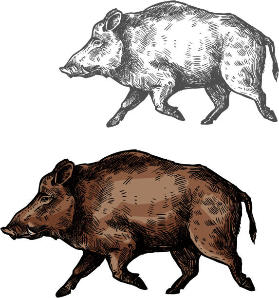 Boar aper vector sketch wild animal Boar wild animal vector sketch icon. Wild aper swine or pig hog side view symbol for wildlife fauna and zoology or hunting sport team trophy symbol and nature zoo adventure club design boar stock illustrations